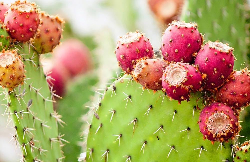 Olej z pestek opuncji figowej - naturalny botox