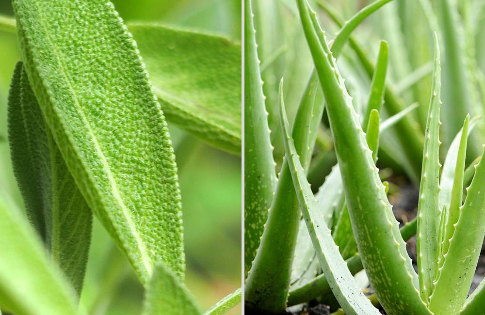 Szałwia i aloes